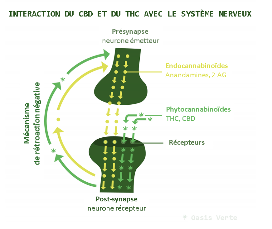 système nerveux cbd